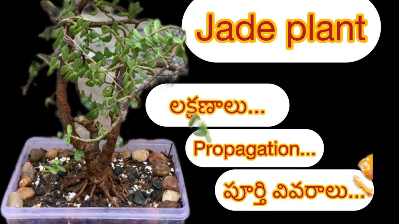 jade plant పూర్తి వివరాలు*లక్షణాలు*propagation*bonsai కోసం Soil mixing and plantation @EarthLover1