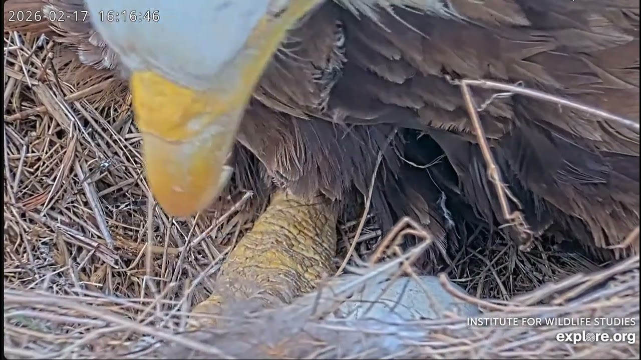 EXPLORE.org Sauces Bald Eagle- Dramat Audacity i Jak'a - Kolejny nieudany lęg , jajko pękło!!!😪😪😪