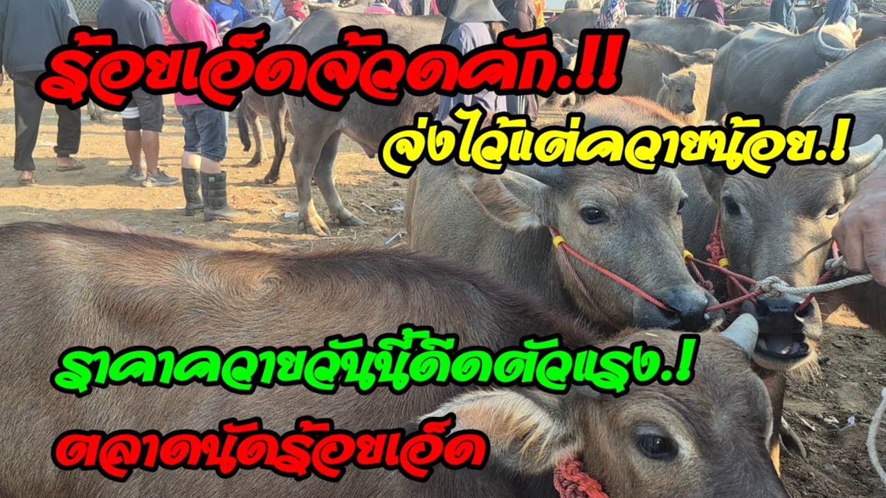 ราคาควายวันนี้ เปิดราคาควายล่าสุดวันนี้ สำรวจราคาควายตลาดนัด#เปิดราคาควายน่าซื้อ#ซื้อขายควายน่าเลี้ง
