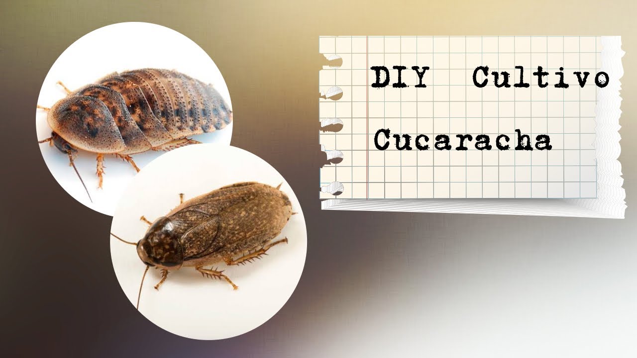 DIY Cultivo de Cucaracha 🪳 |  Lobster y Dubia 👩🏻‍⚕️🐾 |  ALIMENTO vivo para REPTILES 🦎