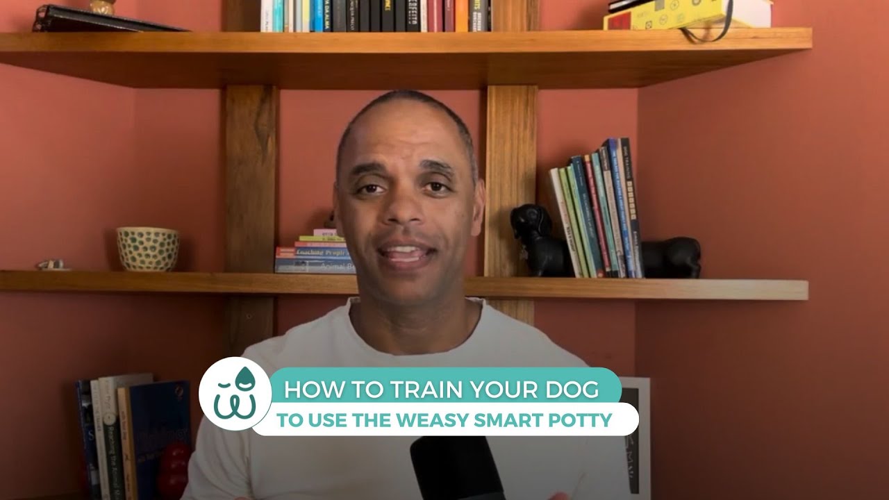 How to Use the Weasy Smart Potty for Dogs | Training Guide by a Professional
