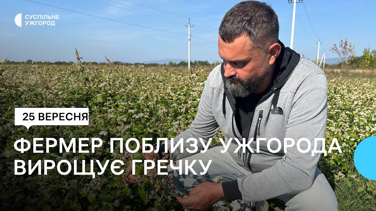 Гречку поблизу Ужгорода вирощує фермер Віктор Карабін