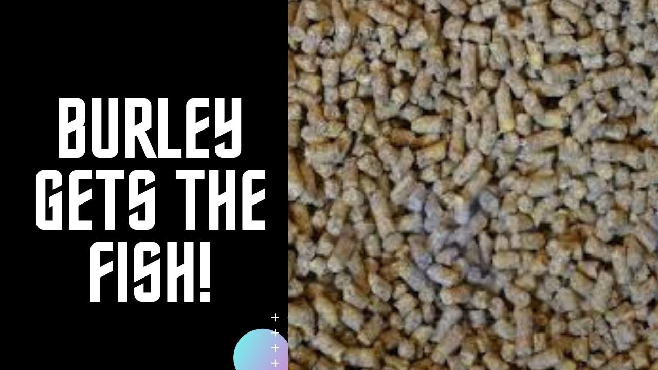 Burley! How To Get Fish To Bite!