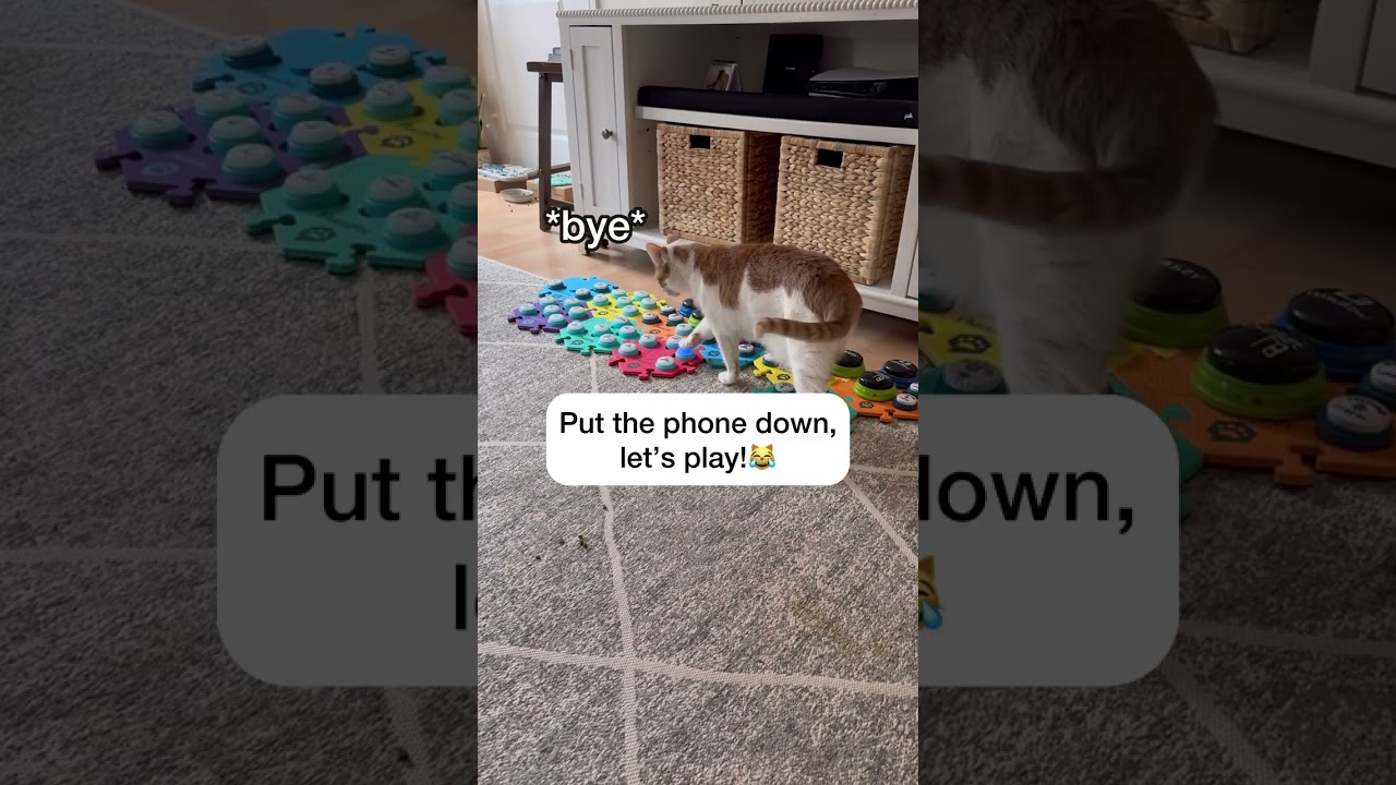 👀 *bye* - Russell has been sassing the camera lately 😹 | CatManJohn