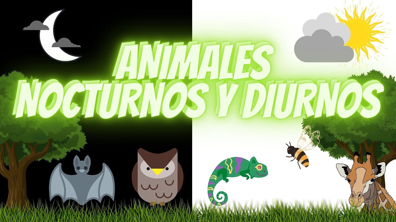 ANIMALES NOCTURNOS Y DIURNOS PARA NIÑOS DE PRIMARIA / 🦉🐝 🦇EDUCACIÓN PARA NIÑOS👦 👧.
