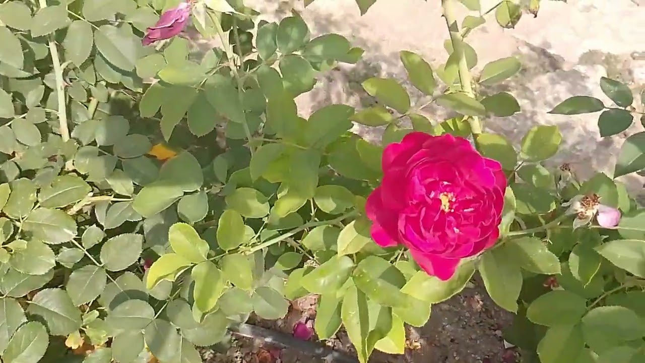 Ботаническата градина в Балчик;  Botanical Garden in Balchik