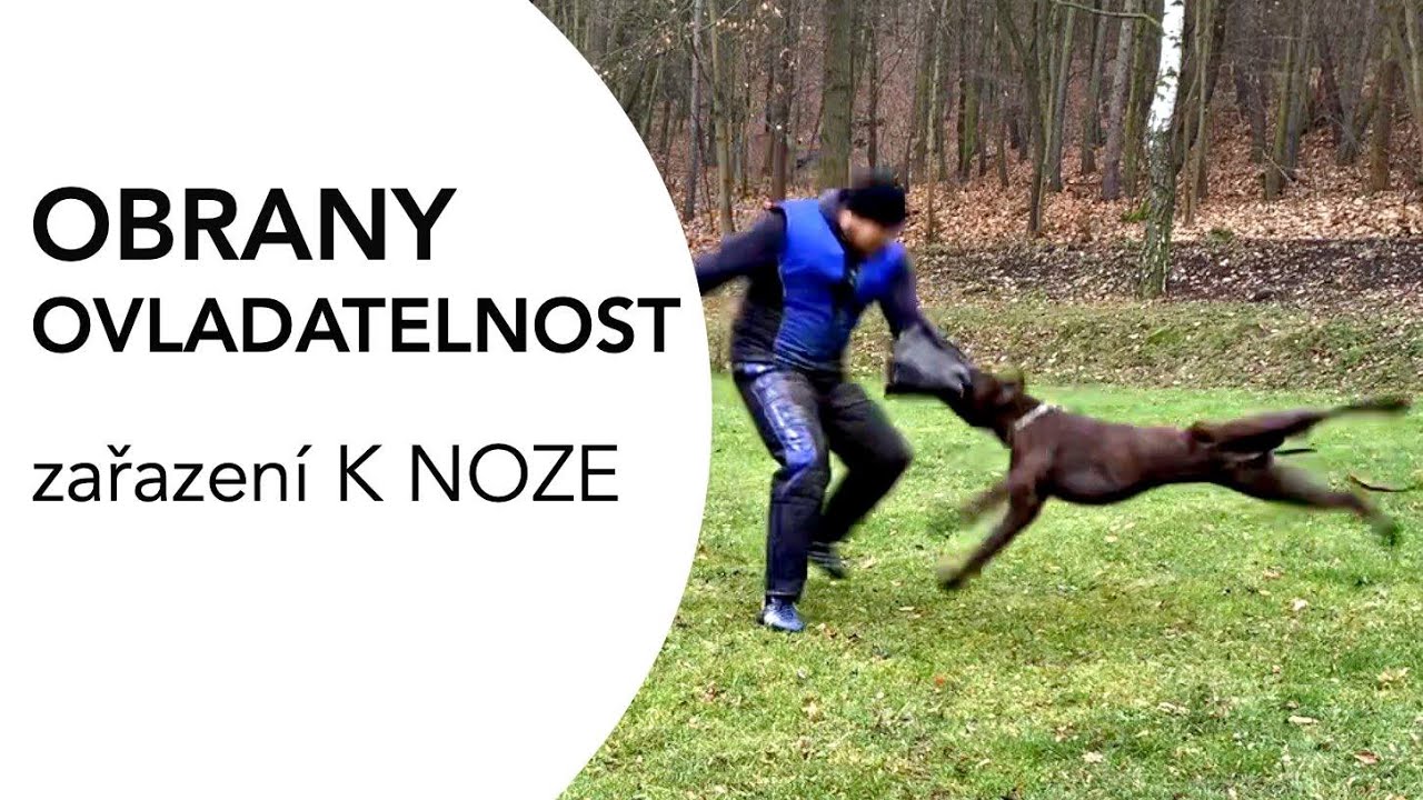 #76 Obrany: OVLADATELNOST - zařazení k noze - ukázka