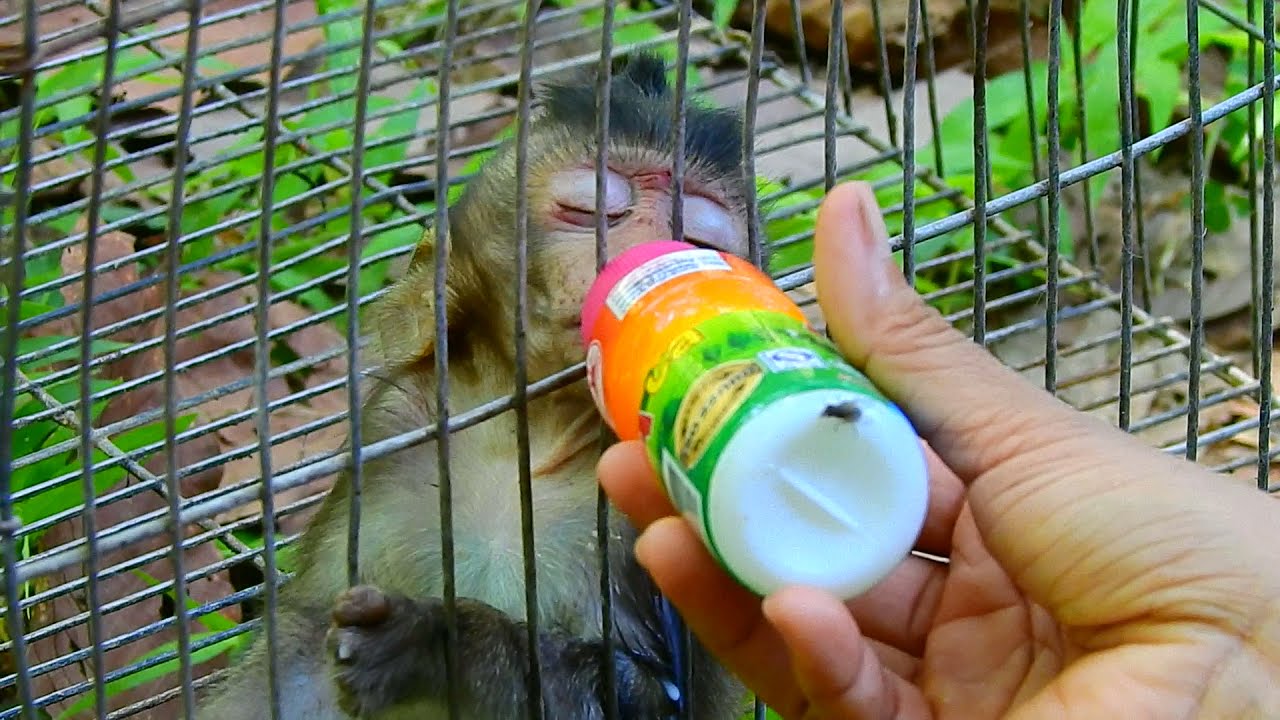 Good Luck Baby Monkey Ale, Baby Ale Has Been Rescued And Taken To The NGO