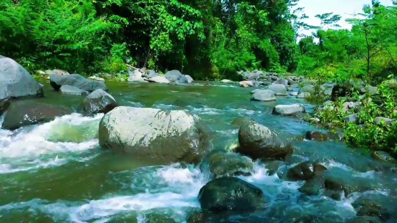 Bubbling Forest Creek (1 Hour) – Nature ASMR for Mind Relaxation 