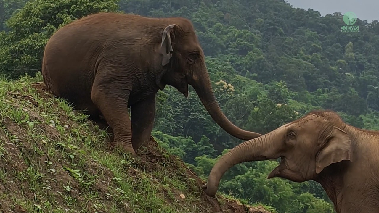 The Little Elephant Who Claimed the Hill - ElephantNews