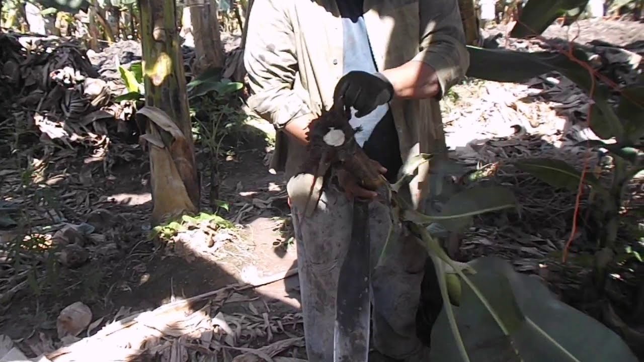 CUÁL ES EL HIJO DE AGUA Y PORQUE NO SIRVE