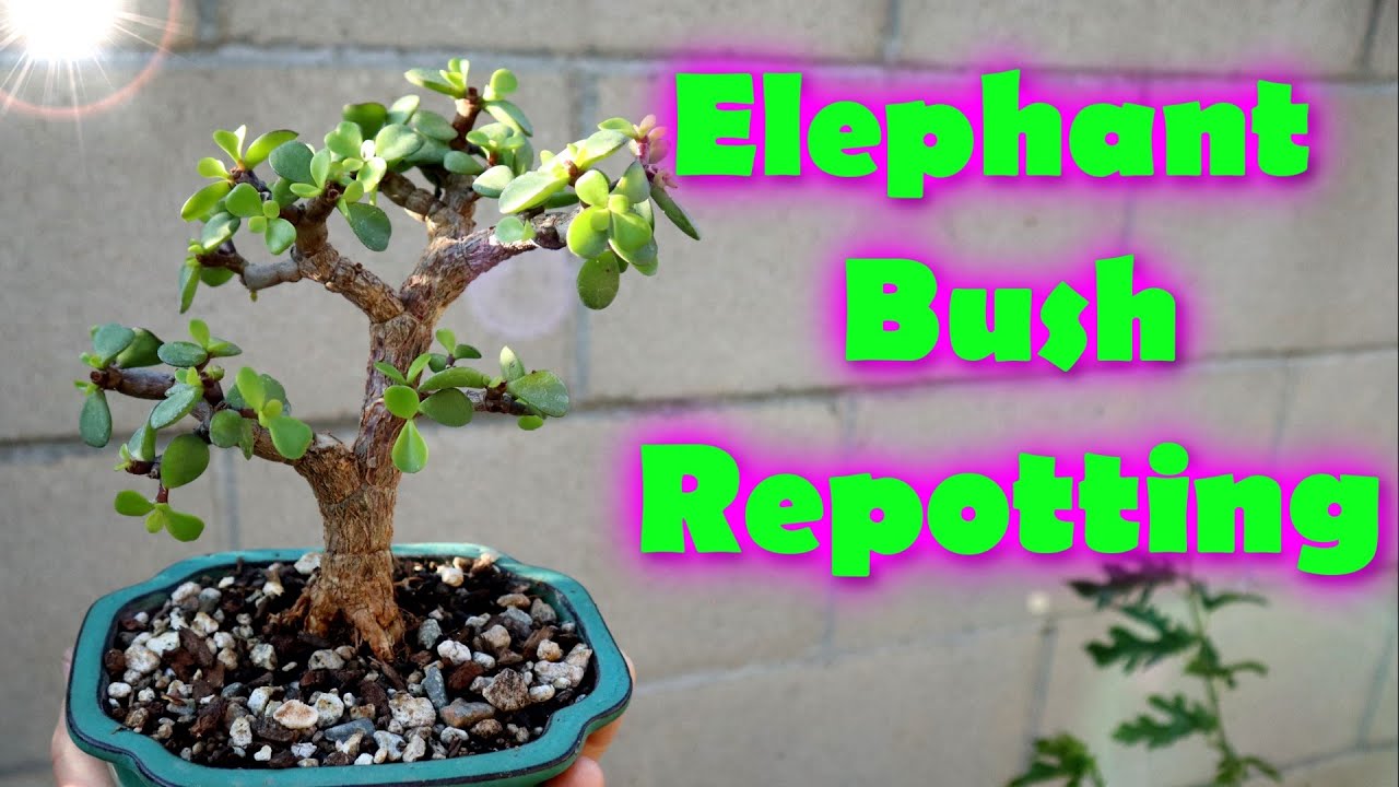 Small Elephant Bush Repotting | DIY Bonsai | Portulacaria Afra | Poor Man's Bonsai