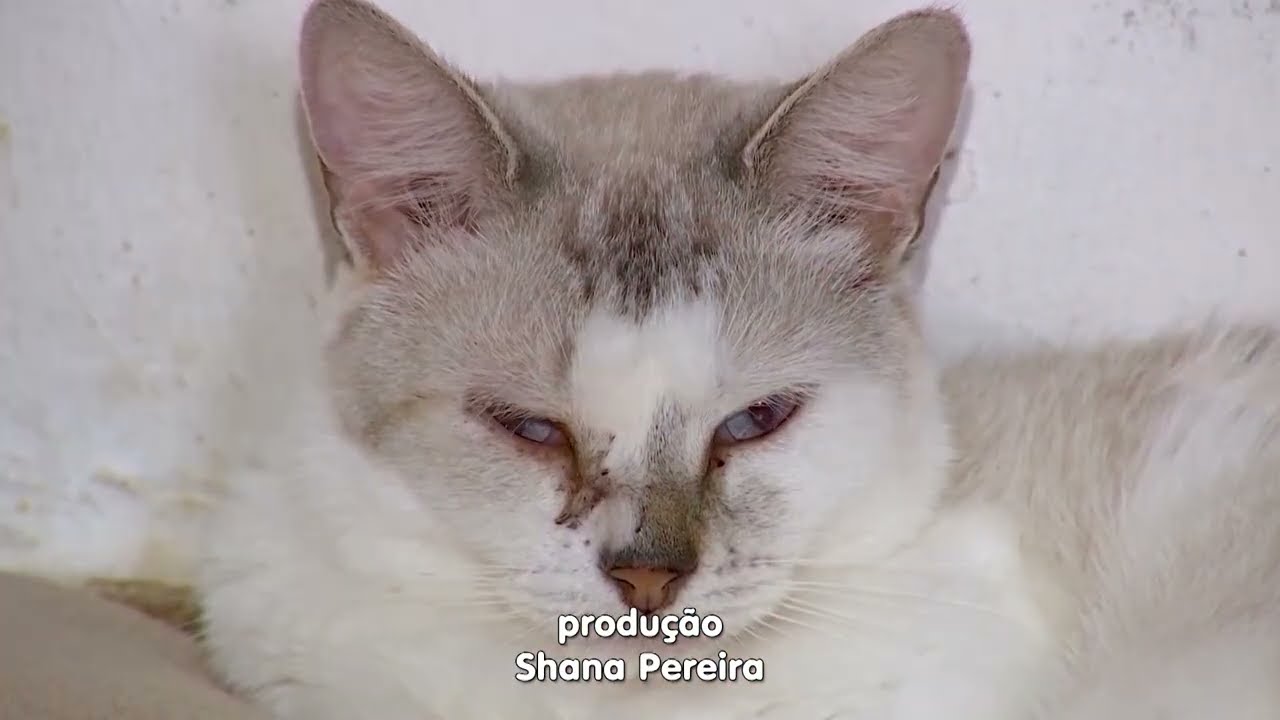 Adote Um Bichinho 🐾 | Semana 09 a 14 de Março de 2026 10/03/2026