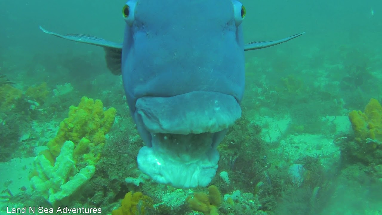 SCUBA DIVING FLY POINT NELSON BAY: it's like being in an aquarium