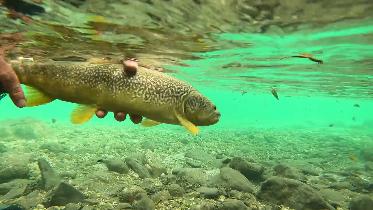 Fly fishing in Slovenia, Soča & Idrijca river (September 2025)