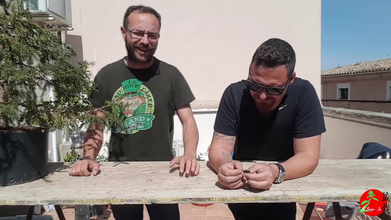 Picea Basura: La transformación en bonsái