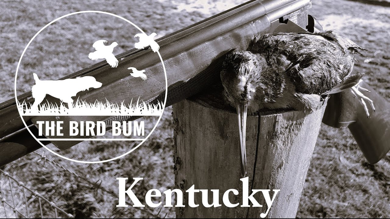 Woodcock Hunting in Kentucky--November 2023