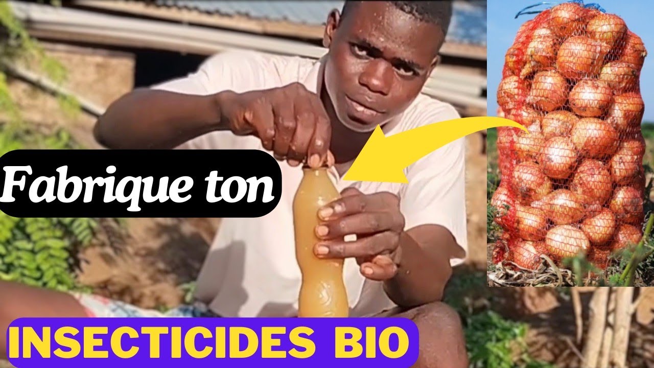 comment fabriquer un insecticide Biologique et naturel grâce à l'oignon