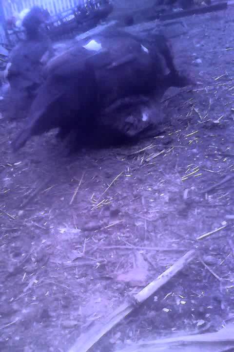 ratili debile