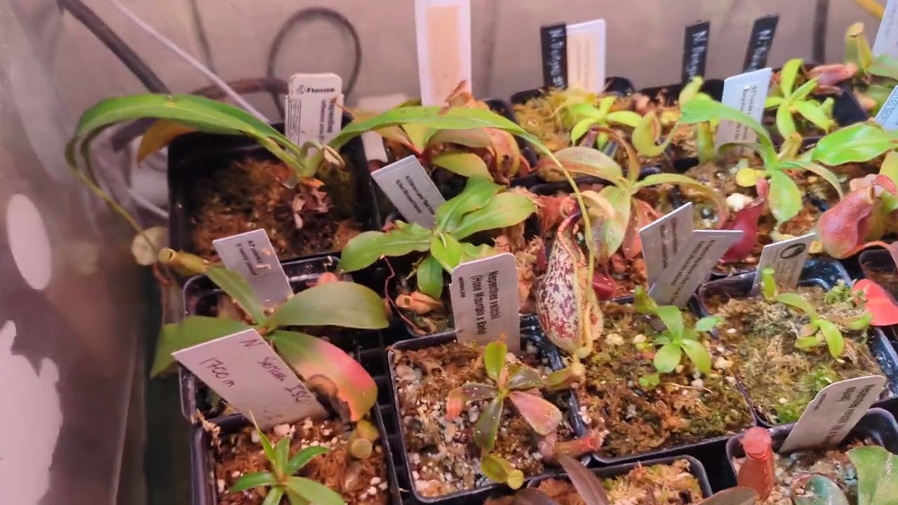 Discussion: Nepenthes lowland in highland conditions