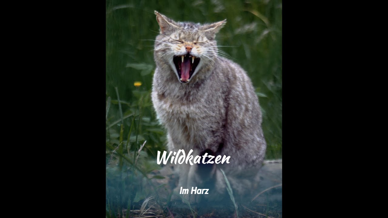 Die Wildkatze im Harz, Gespräch mit den NABU und besuch des Wildkatzen Erlebniszentrum Bad Harzburg