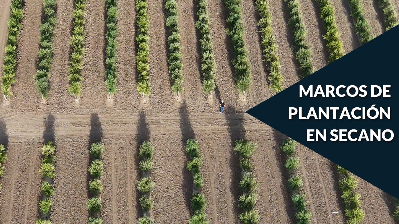 🌿 ¿Qué marco de plantación elegir para tu #olivar en #secano?