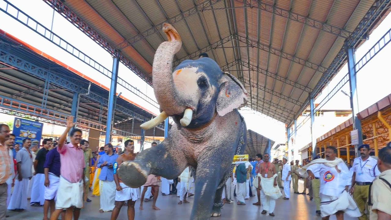 Guruvayoor  anayottam (ഗുരുവായൂർ ആനയോട്ടം ) 2017  AANA PERUMA  EPISODE -  05
