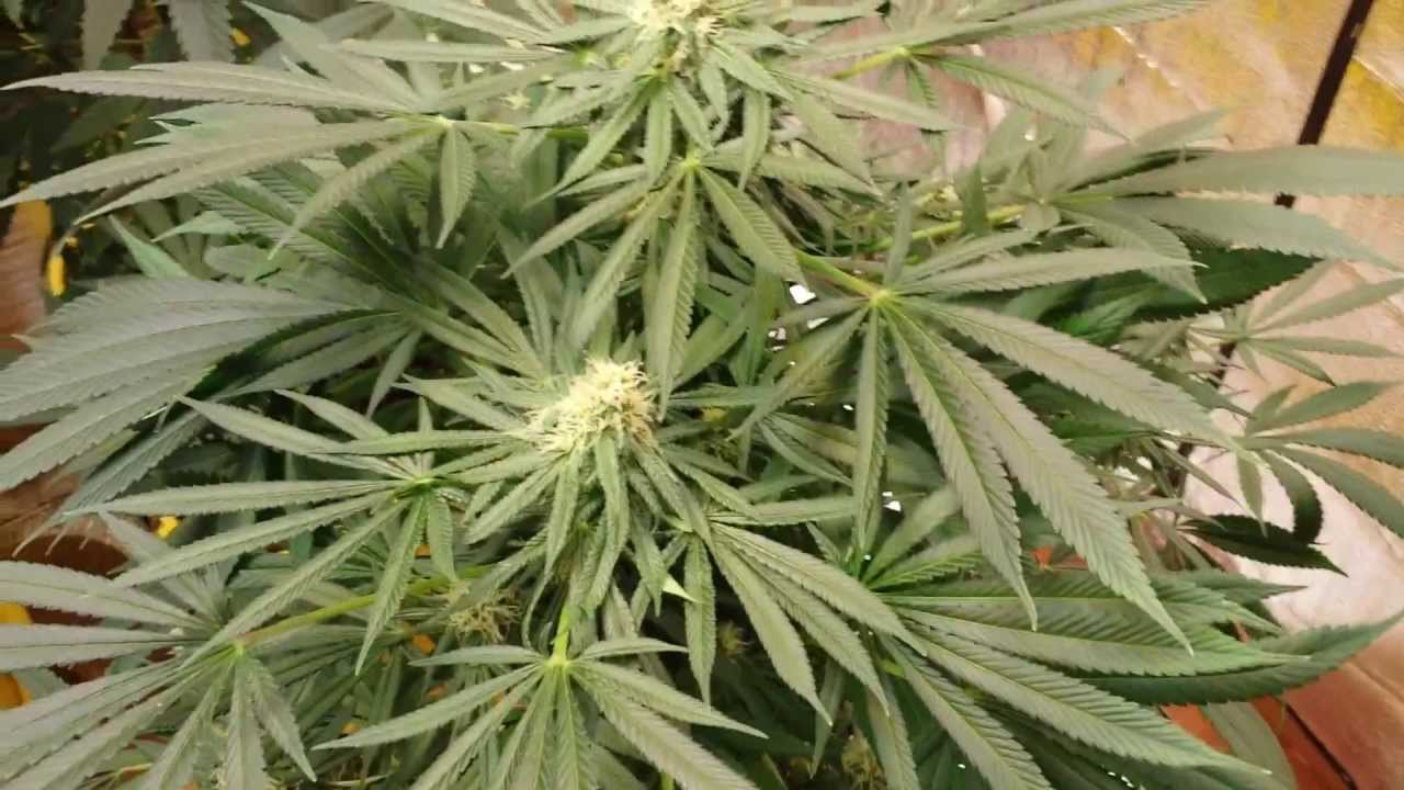 HUGE Cardboard Grow Box! White Widow and Bag Seed #4 HD