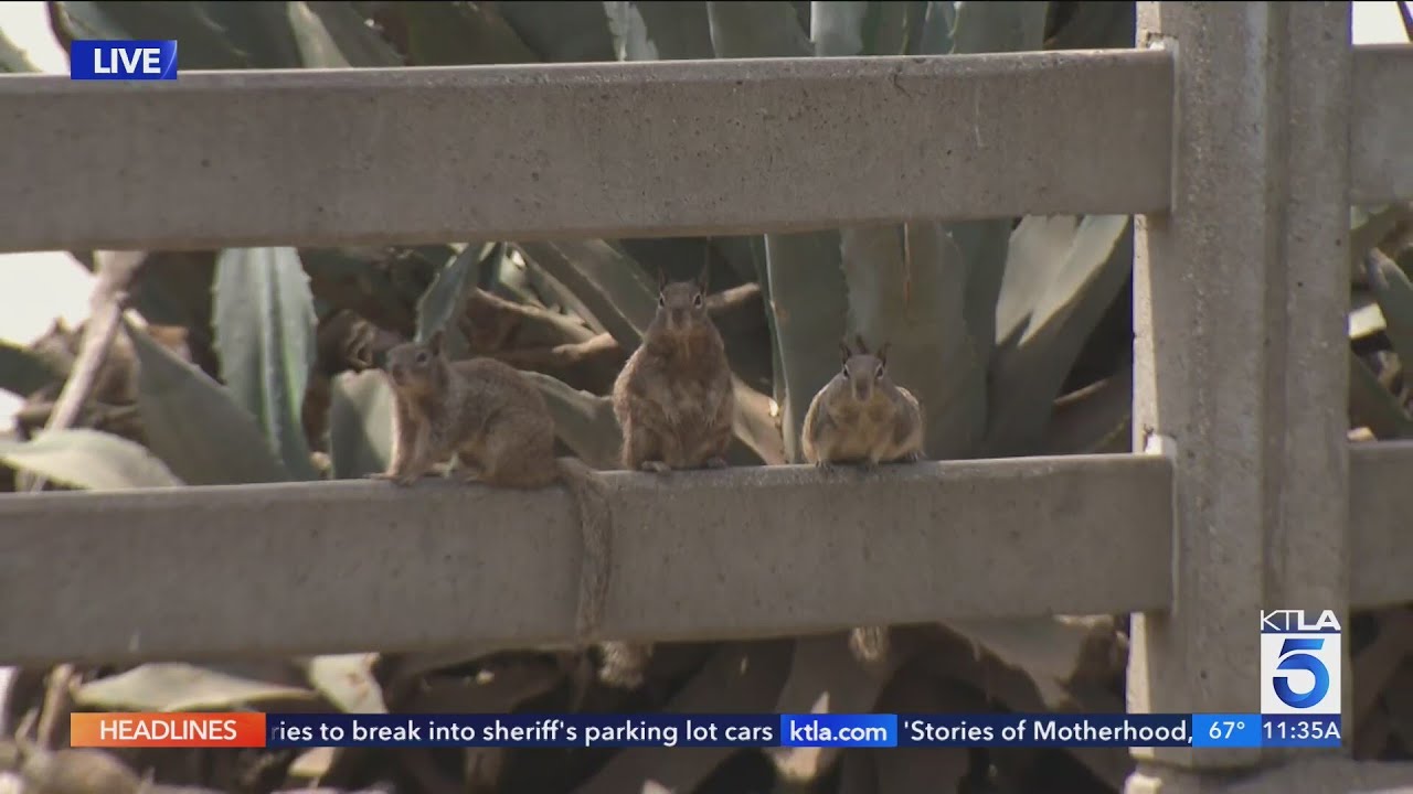 Exploding squirrel population drives Southern California beach community nuts