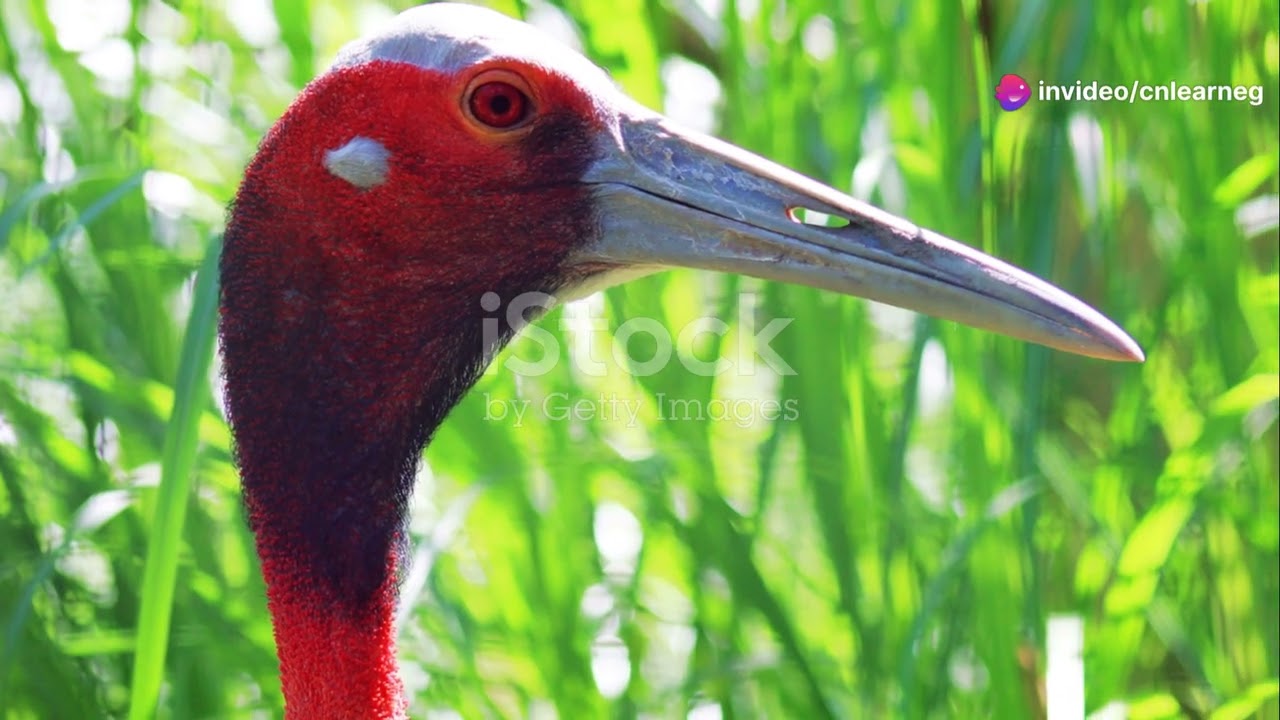 Winged Wonders: Cambodia's Migratory Birds #animal2024 #wildlife