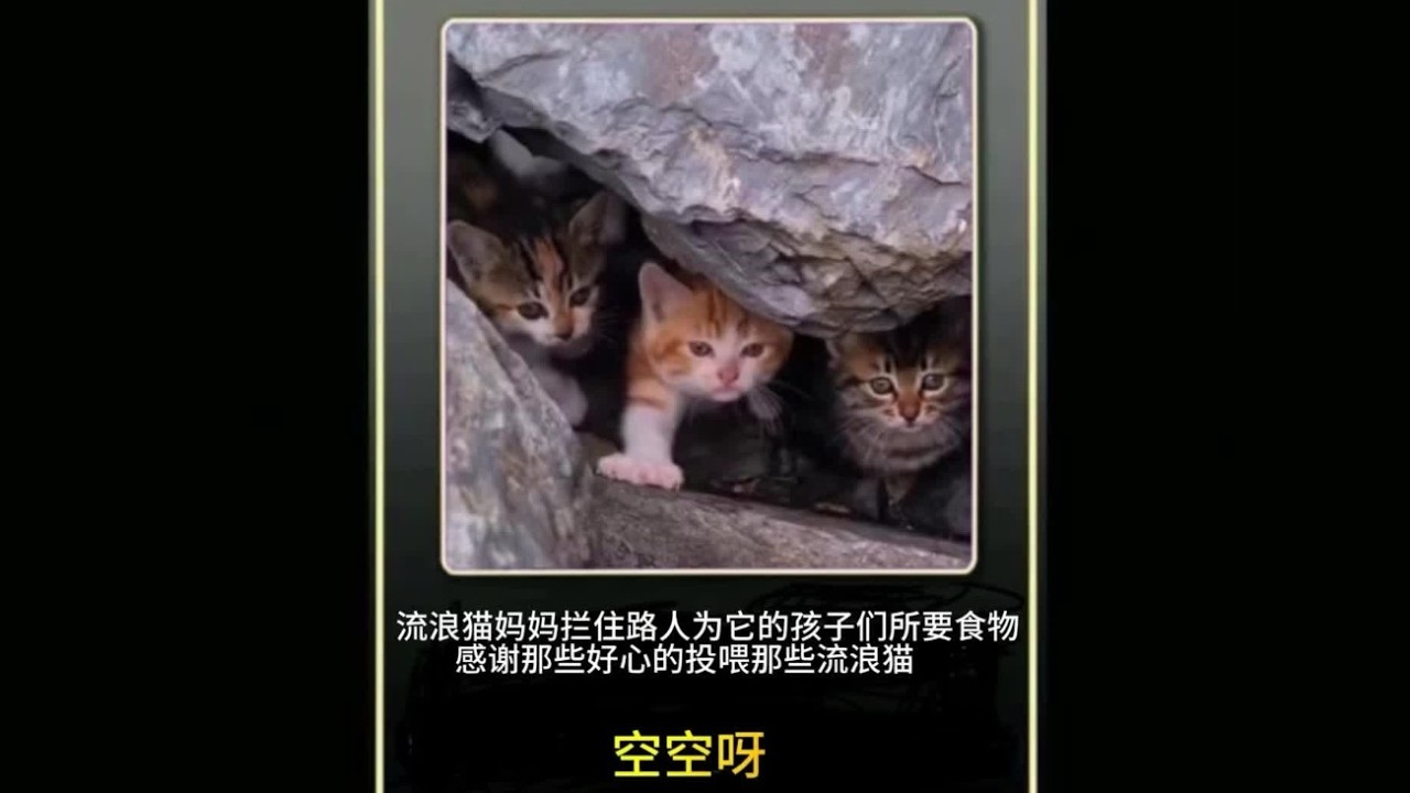 #流浪猫 #萌宠出道计划 #萌宠解说 #投喂流浪猫