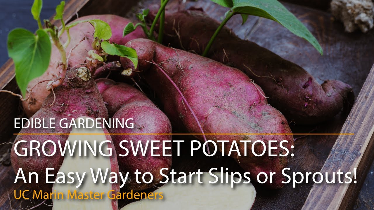 Growing Sweet Potatoes Part 1: An Easy Way to Start Slips or Sprouts!