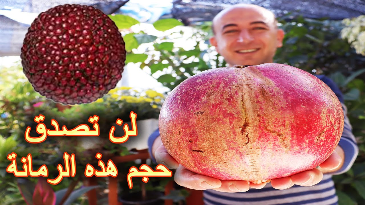 تقطيع أكبر حبة رمان في العالم