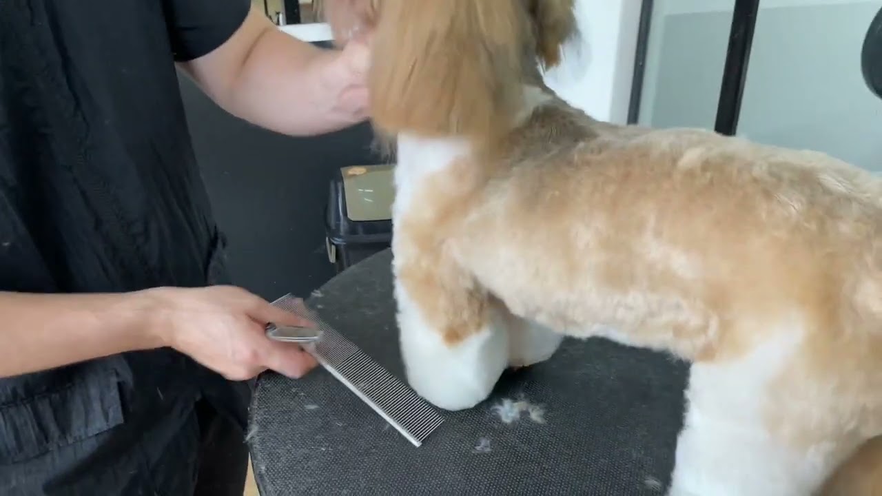 COMO FAZER BANHO E TOSA COMPLETA EM SHIHTZU | AULA 6 | CURSO DE BANHO E TOSA GRATUITO