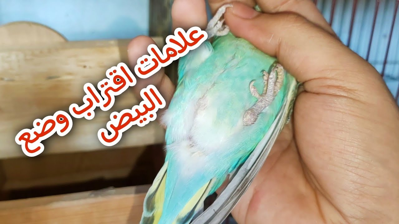 علامات اقتراب وضع الانثى للبيض في العصافير البادجي وطيور الزينه