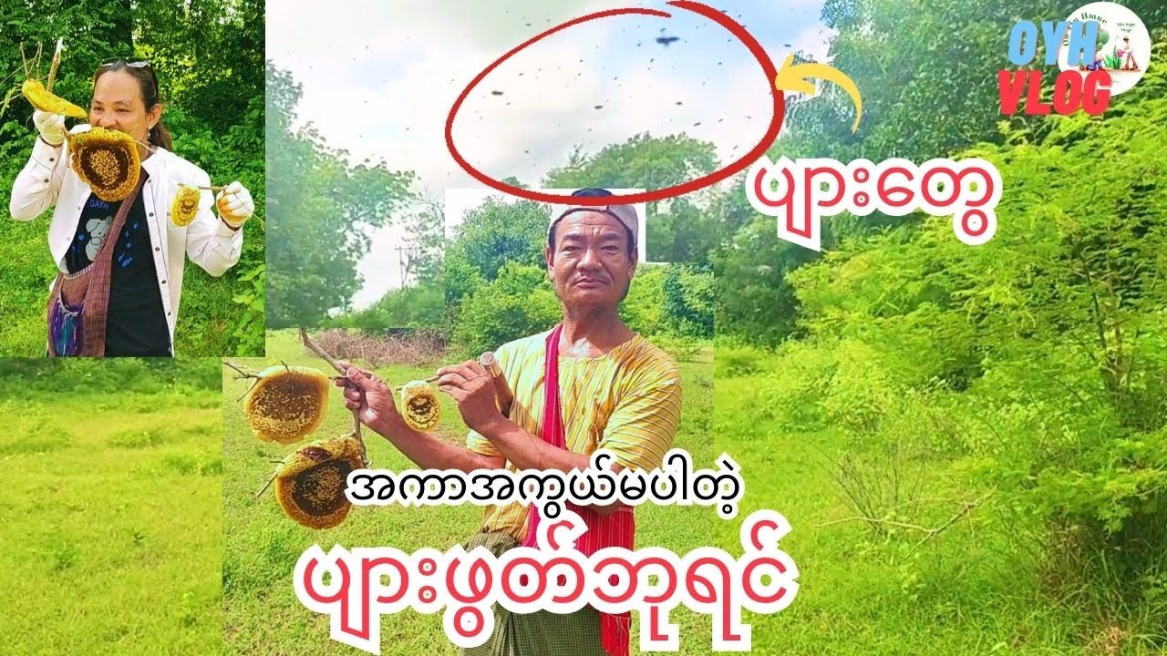 ပျားဖွတ်ကြမ်းတဲ့ ပျားဘုရင်ကြီးက ဘာမှမခြုံဘဲ ပျားအုံကို ခုတ်သွားတာ စကေးအကြမ်းကြီး ပျားသလပ် (တောဓလေ့)