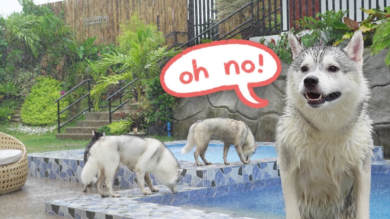 BINAGYO ang Birthday Outing ng 6 Huskies na ito! (#TyphoonEgay)