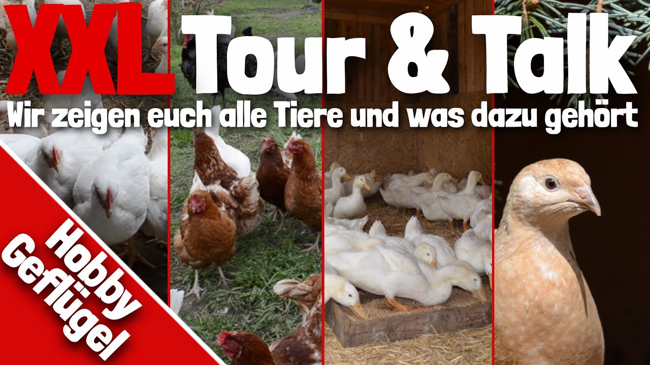 XXL Tour & Talk mit Hobby Geflügel | Enten | Gänse | Hühner | Wachteln | Masthähnchen