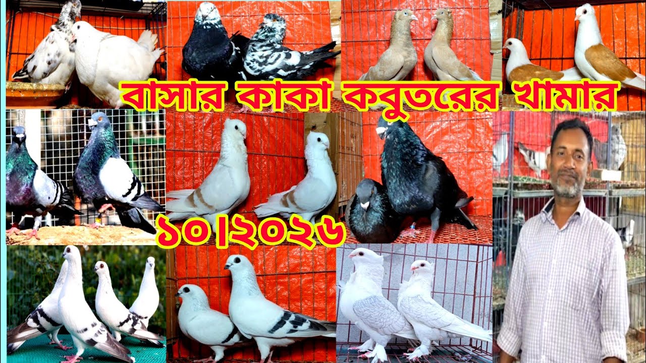 ডিম বাচ্চা সহ কবুতর কিনুন।। সবচেয়ে কম দামে কবুতর কিনুন।। বাসার কাকা কবুতরের খামার