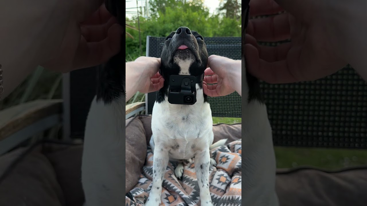 Don&rsquo;t walk, RUN!!😍🐶 #petsmart #dogcamera #petcamera #dog
