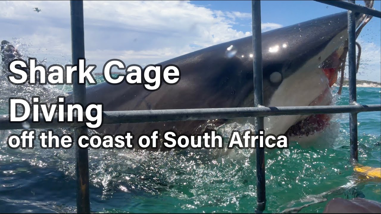 SharkCageDiving w/ Sharklady Adventures in Gansbaai/Kleinbaai South Africa w/ Bronze Whaler Sharks