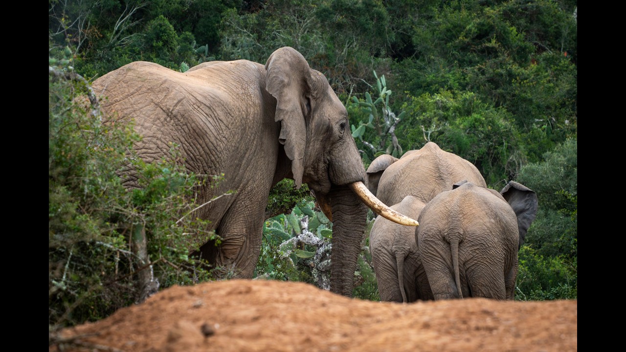 Tswale the Elephant: A 36 -Year Journey to Freedom | Rewilding at Bellevue Forest Reserve.