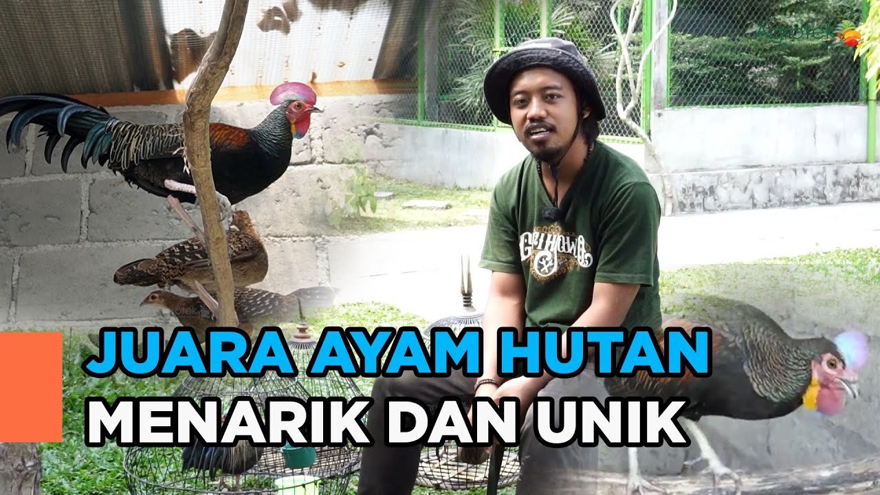 KEINDAHAN AYAM HUTAN HIJAU DAN KESUKSESAN JSP FARM: USAHA MENGUNTUNGKAN DARI AYAM HIAS EKSOTIS!