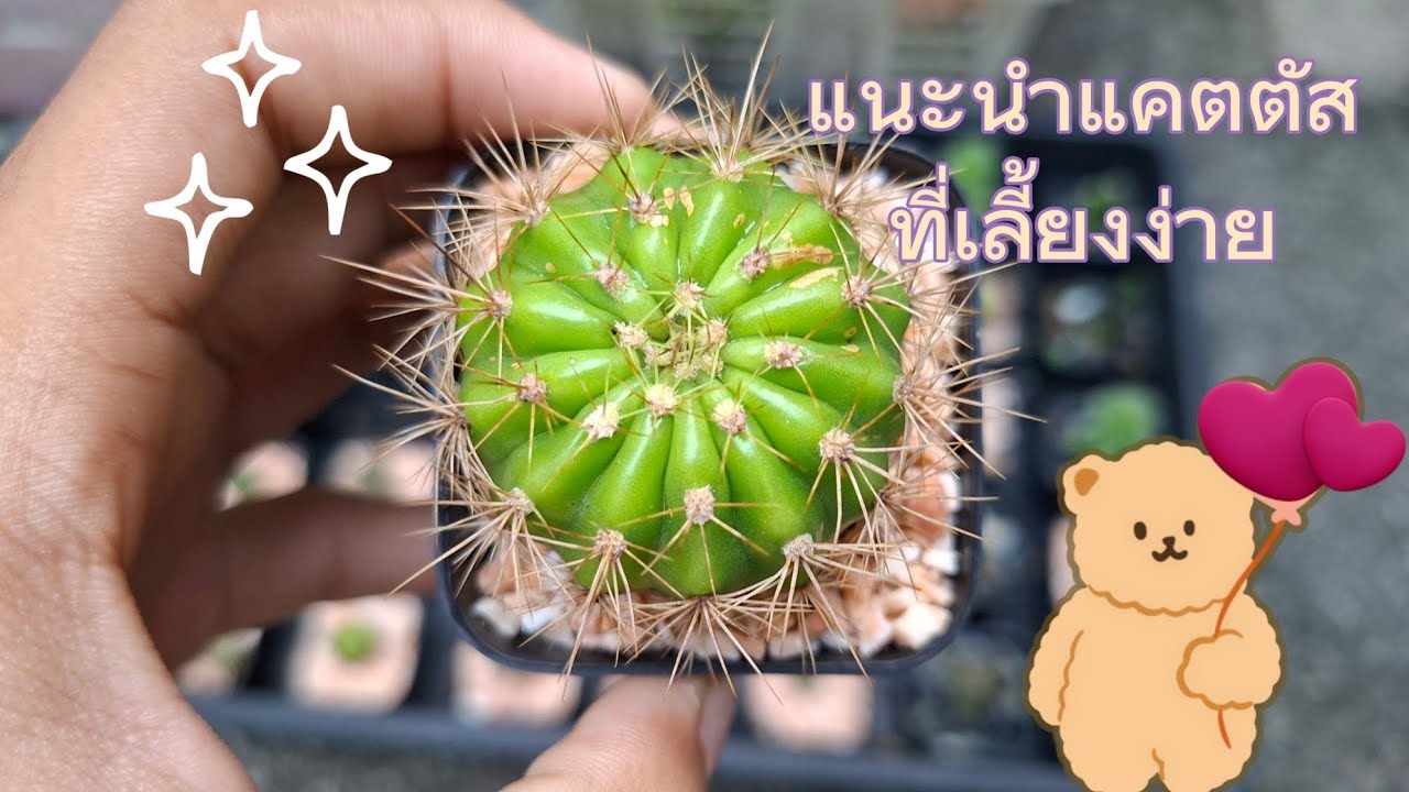 แนะนำแคคตัสกระบองเพชรที่เลี้ยงง่าย🌵💖#แคคตัส #แคคตัสมือใหม่ # กระบองเพชร