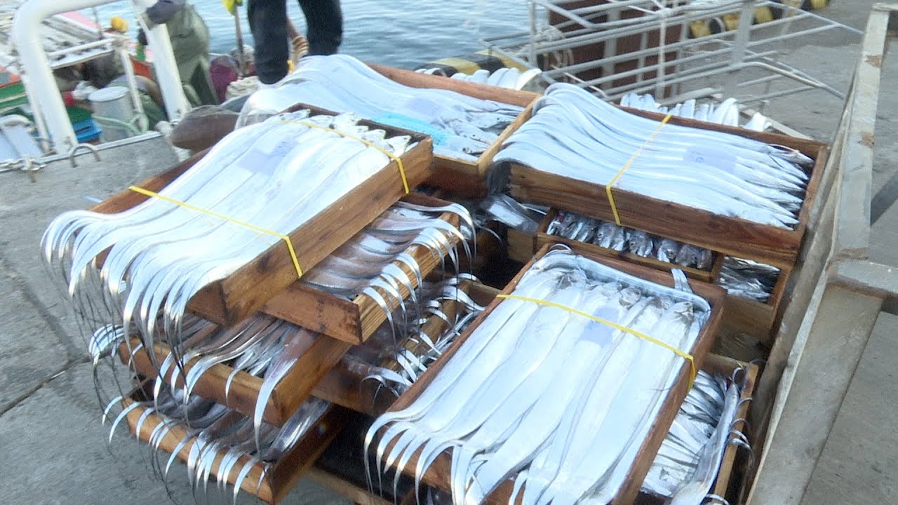 [영상기획취재] 5. 제주 서부두항 은갈치