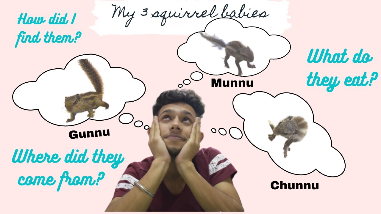 MY RESCUED BABY SQUIRRELS|INDIAN PALM SQUIRREL BABIES|RESCUED ANIMAL VIDEOS|CUTE ANIMALS