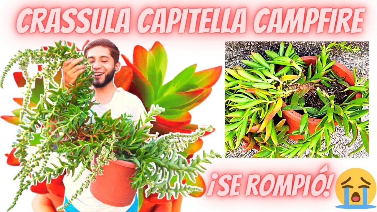 Crassula Capitella Campfire🔥3 Métodos de PROPAGACIÓN | Cuidados para tenerla ENORME👌🏻