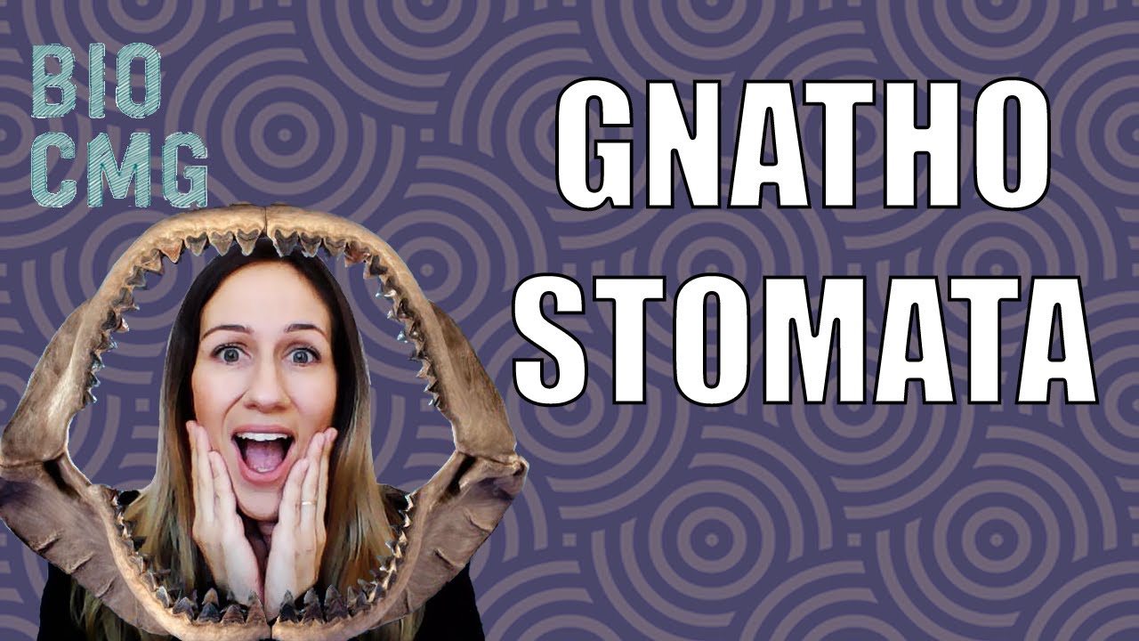Gnatostomados: origem dos vertebrados com maxilas