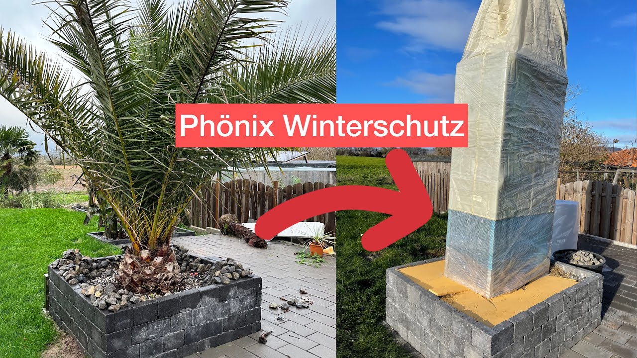 Phönix Canaerensis Winterschutz in Deutschland. Palme winterfest machen. Phoenix Mit Frostwächter.
