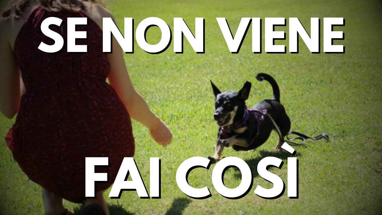Il tuo cane non viene quando lo chiami? Ecco 4 punti per un richiamo efficace.